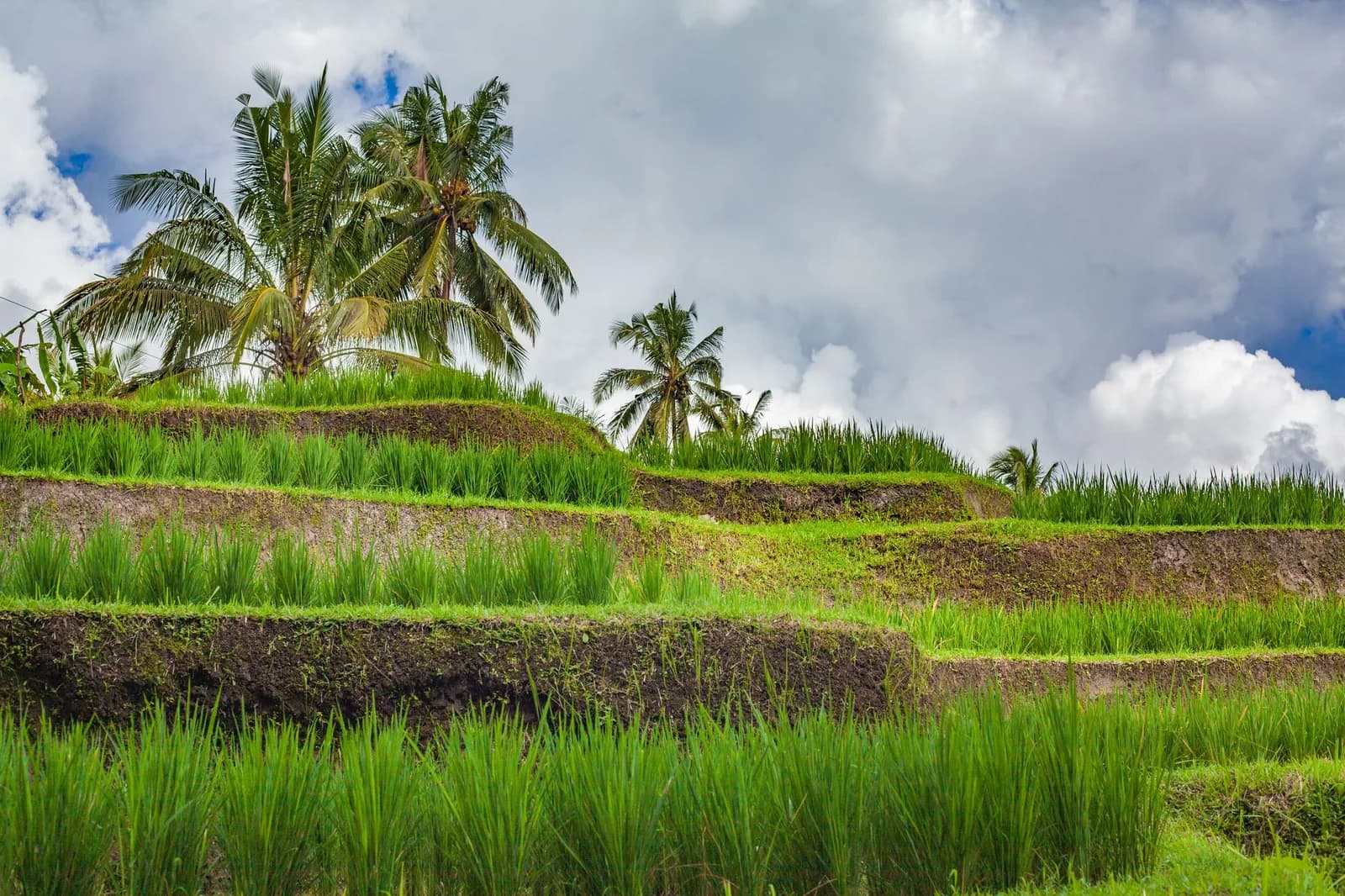 Vastes rizières en terrasses de Jatiluwih au pied du mont Batukaru, à l'ouest de Bali