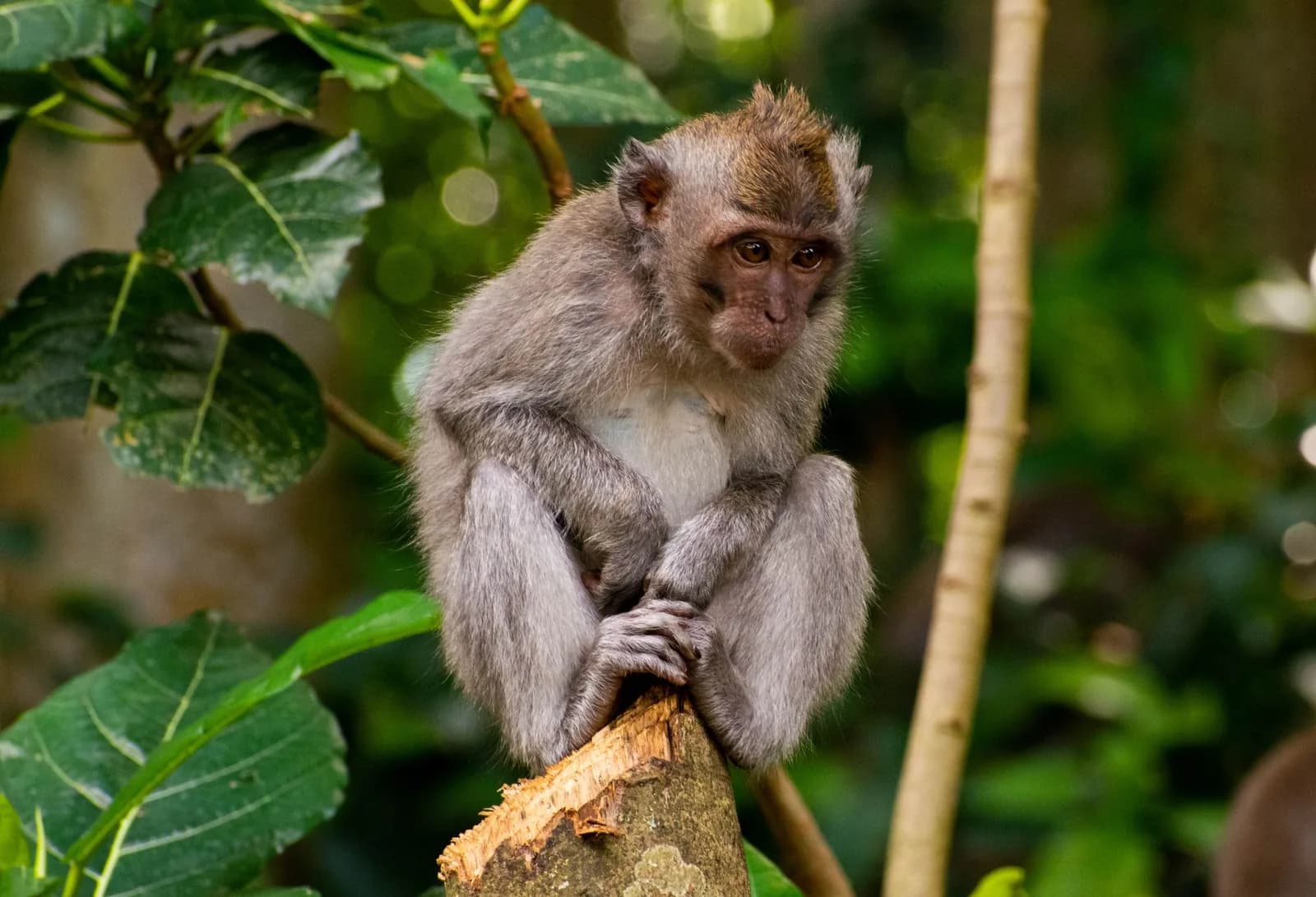 Macaque crabier gris assis sur une branche dans la végétation de la Monkey Forest d'Ubud à Bali