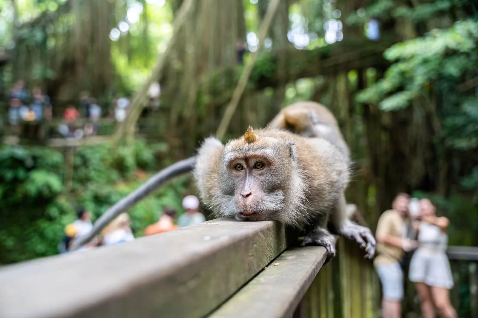 Macaque crabier posé sur la balustrade d'un pont de la Monkey Forest d'Ubud, jungle et visiteurs en arrière-plan, Bali