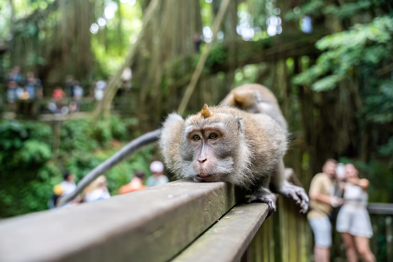 Macaque à longue queue dans la Sacred Monkey Forest d'Ubud à Bali