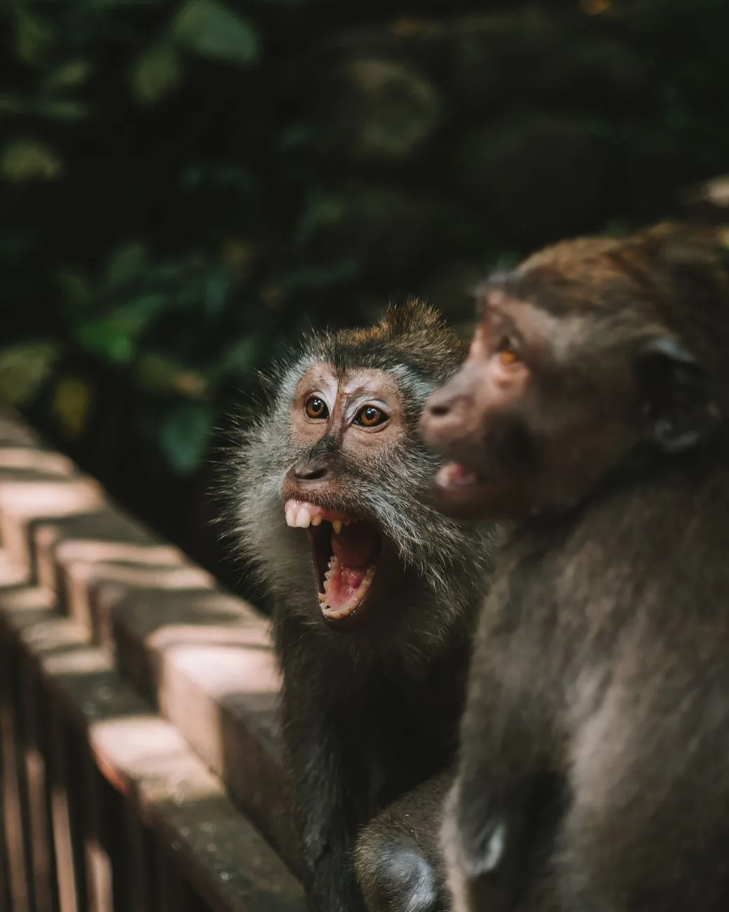 Deux macaques crabiers dont l'un montre les dents sur un muret de la Monkey Forest d'Ubud à Bali