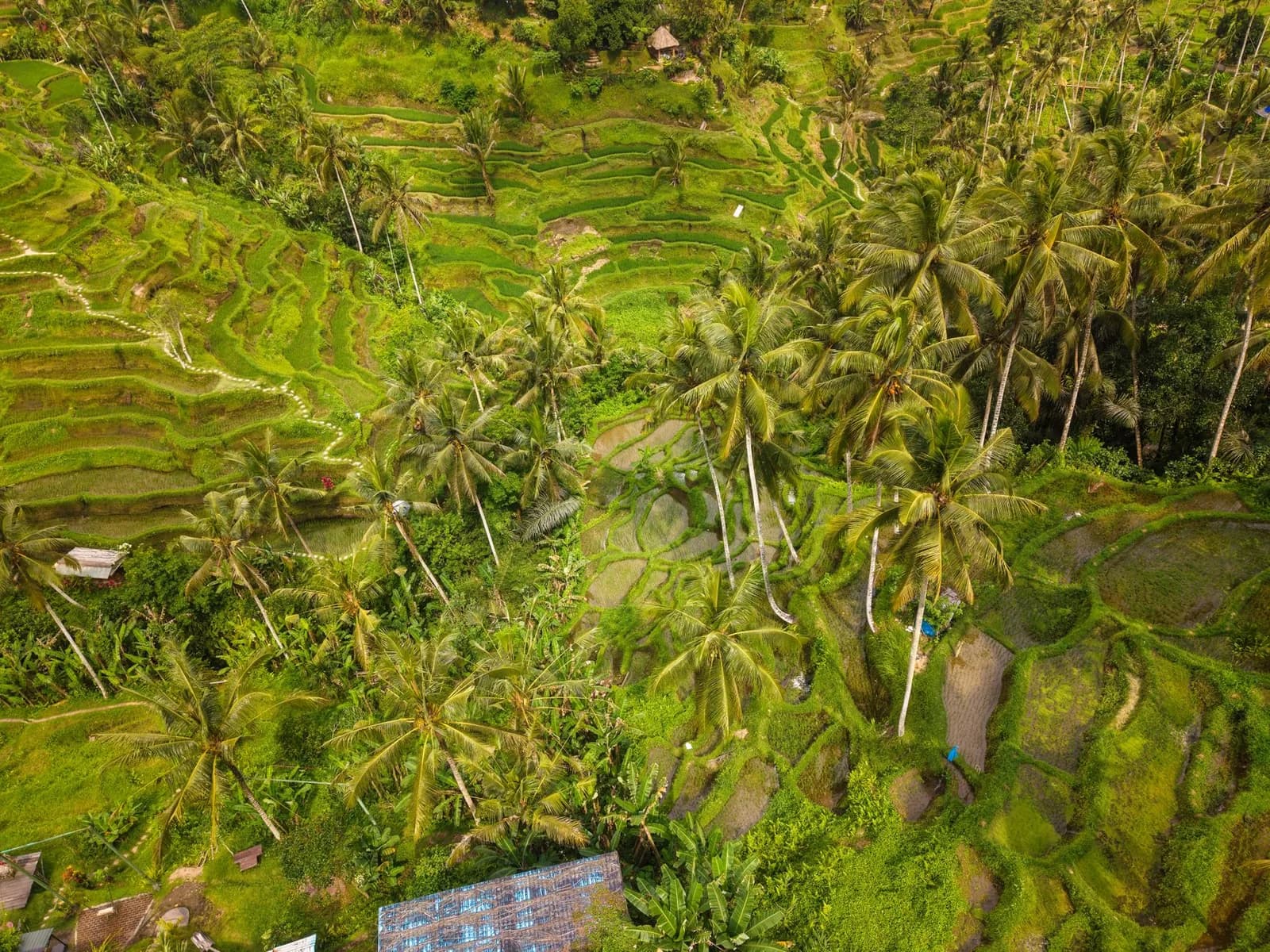 Vue aérienne des terrasses et des canaux d'irrigation du subak à Tegallalang, près d'Ubud à Bali