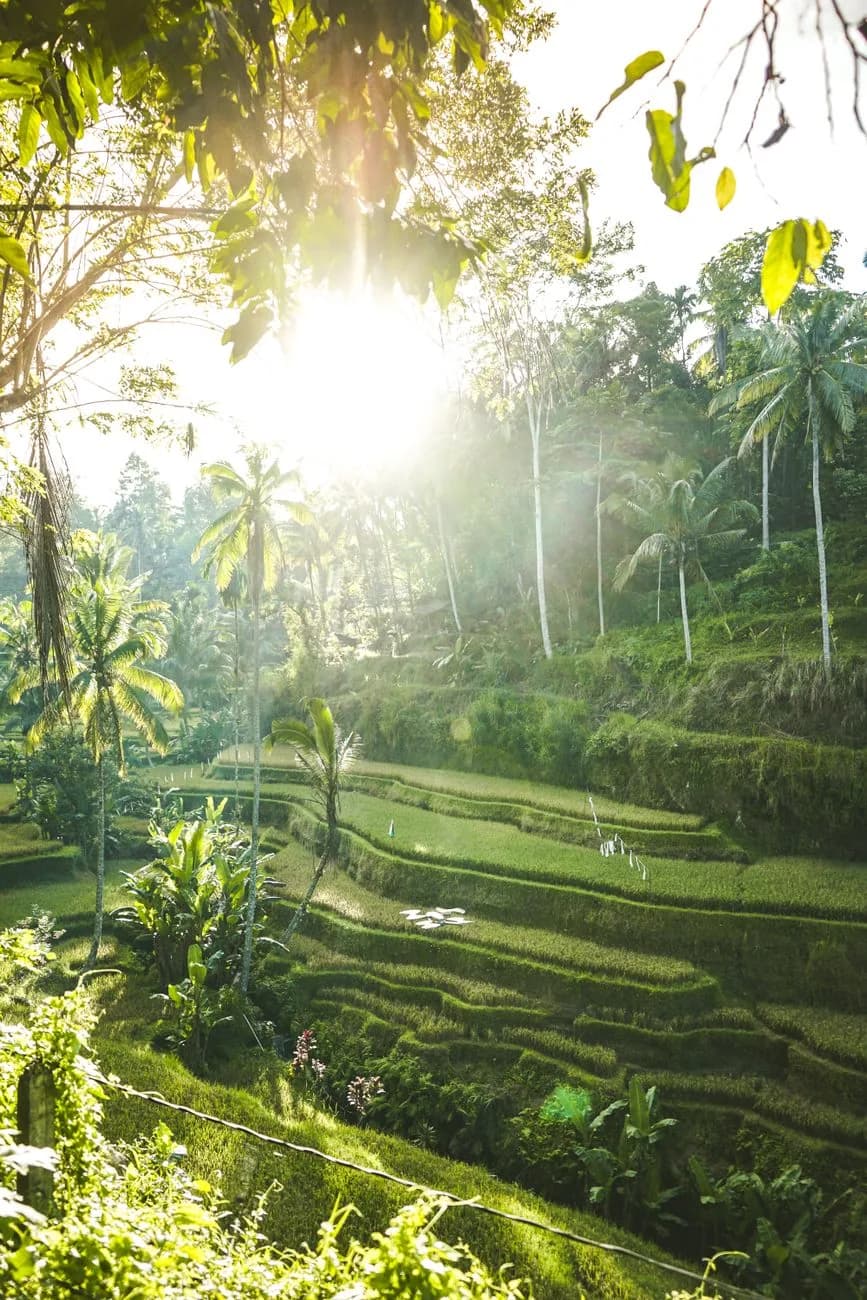 Lumière du lever de soleil sur les rizières en terrasses de Tegallalang, près d'Ubud à Bali