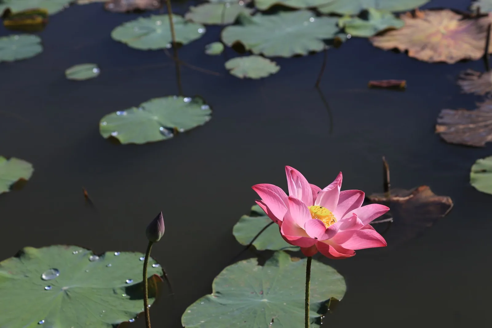 Fleur de lotus rose sur le bassin du temple Saraswati à Ubud, Bali