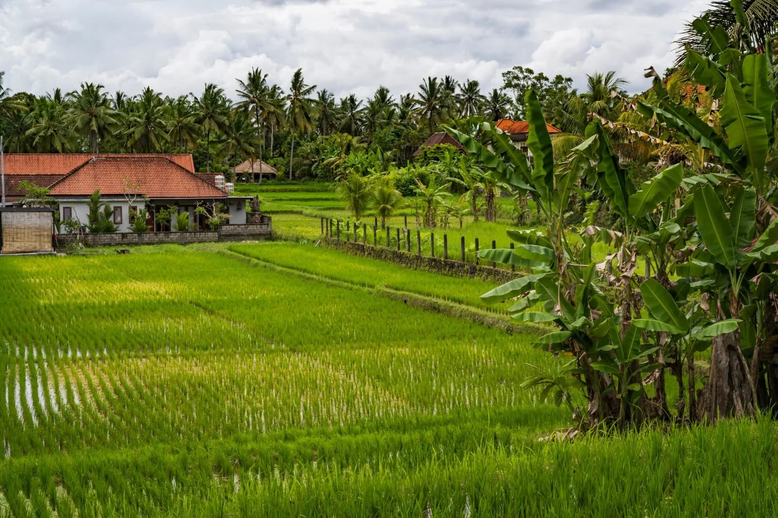Maison balinaise au toit de tuiles rouges en bordure de rizières et de palmiers, près d'Ubud à Bali