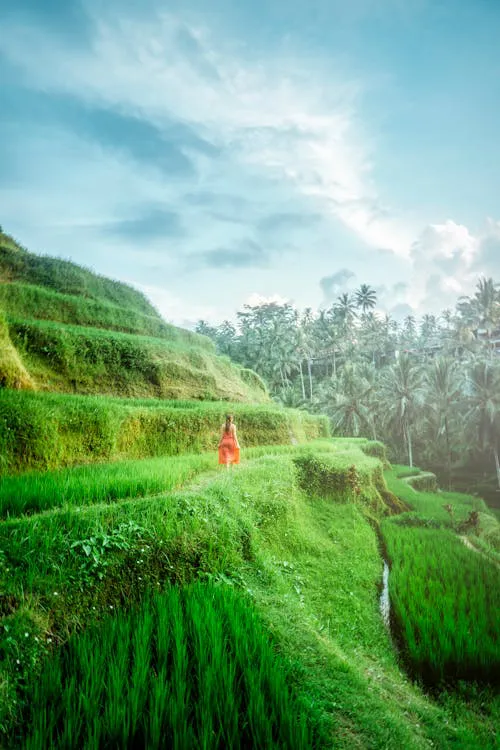 Rizières en terrasses de Tegallalang à Bali
